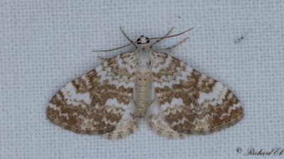 Brunflammig fältmätare - Sandy Carpet (Perizoma flavofasciata)