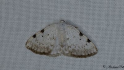 Fläckatlasmätare - White-pinion Spotted (Lomographa bimaculata)