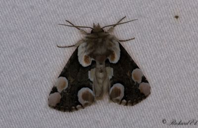 Fläckig hallonspinnare - Peach Blossom (Thyatira batis)
