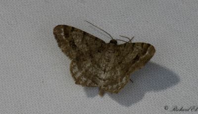 Granbågmätare - Dusky Peacock (Macaria signaria)