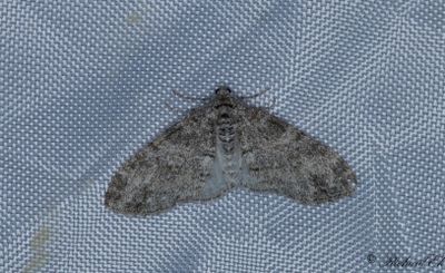Gråaktig lobmätare - The Seraphim (Lobophora halterata)