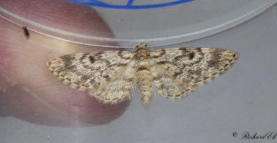 Granmalmätare - Dwarf Pug (Eupithecia tantillaria)