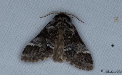 Gulsvansspinnare - Marbled brown (Drymonia dodonaea)