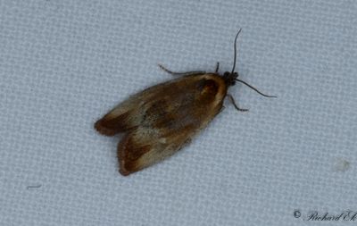 Kvllsbredvecklare (Eulia ministrana)