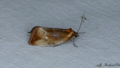 Kvällsbredvecklare (Eulia ministrana)