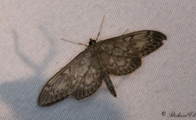 Lansmott (Anania lancealis)