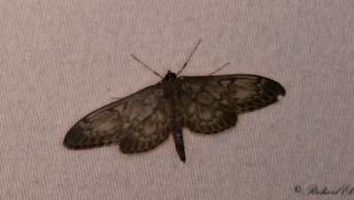 Lansmott (Anania lancealis)