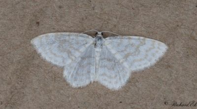 Snövit hasselmätare - Small White Wave (Asthena albulata)