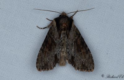 Sommarängsfly - Clouded-bordered Brindle (Apamea crenata)