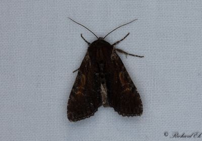 Sommarängsfly - Clouded-bordered Brindle (Apamea crenata)