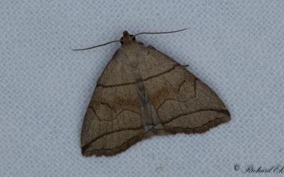 Spetsstreckat tofsfly - Small Fan-foot (Herminia grisealis)