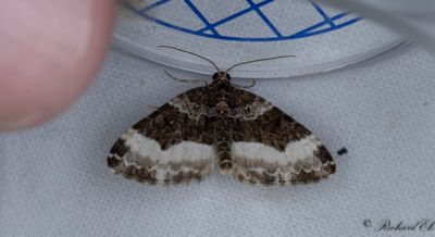 Vinklad fältmätare - Sharp-angled Carpet (Euphyia unangulata)