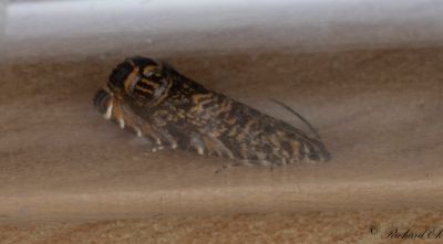 Apelbarkvecklare - Cherry-bark Moth (Enarmonia formosana)