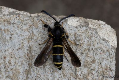 Svart poppelglasvinge - Dusky Clearwing (Paranthrene tabaniformis)