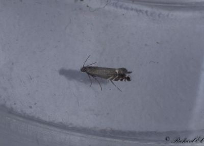 Gräshakmal - Cocksfoot Moth (Glyphipterix simpliciella)