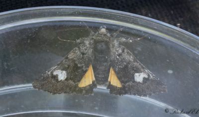 Vitflckat hedfly - Small Dark Yellow Underwing (Coranarta cordigera)