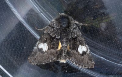 Vitflckat hedfly - Small Dark Yellow Underwing (Coranarta cordigera)