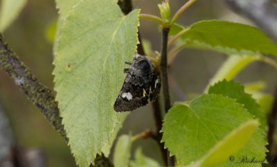 Vitfläckat hedfly - Small Dark Yellow Underwing (Coranarta cordigera)