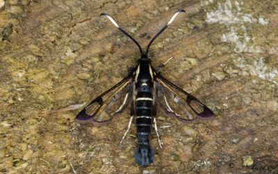 Rovstekelsglasvinge - White-barred Clearwing (Synanthedon spheciformis)