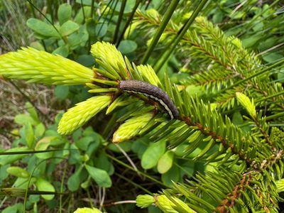 Larver / Caterpillars
