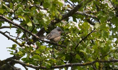 Rödsångare (Sylvia inornata/subalpina)
