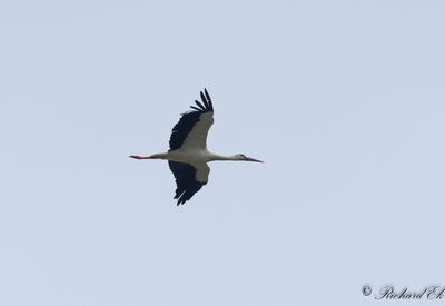 Latest bird pictures from Sweden