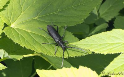 Mindre ekbock - Capricorn beetle (Cerambyx scopolii)