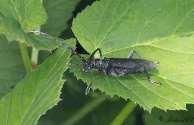 Mindre ekbock - Capricorn beetle (Cerambyx scopolii)