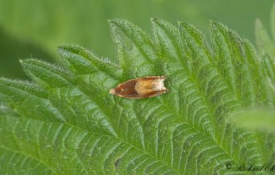 Eksikelvecklare (Ancylis mitterbacheriana)