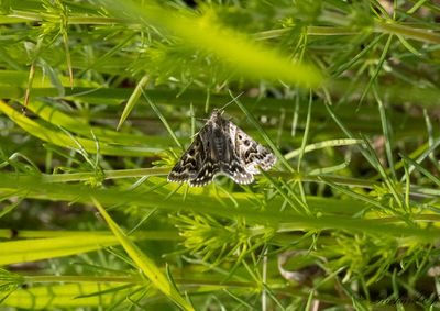 Vitbrokigt slåtterfly - Mother Shipton (Callistege mi)