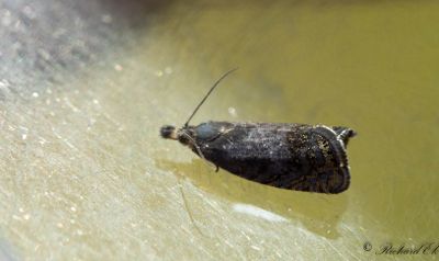 Mrk rllikerotvecklare - Lead-coloured Drill (Dichrorampha plumbana)