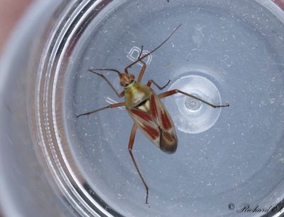 Calocoris roseomaculatus