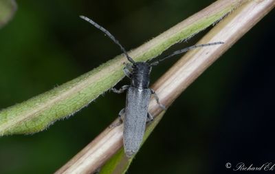 Gullrisbock (Phytoecia nigricornis)