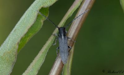 Gullrisbock (Phytoecia nigricornis)