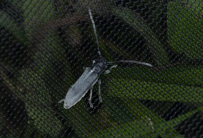 Gullrisbock (Phytoecia nigricornis)