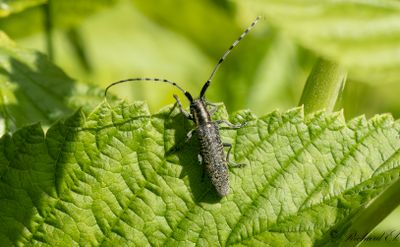 Tistelbock (Agapanthia villosoviridescens)