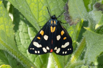 Fläckig glansspinnare - Scarlet Tiger (Callimorpha dominula)