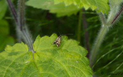 Flckantennmal (Nemophora ochsenheimerella)