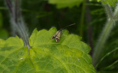 Flckantennmal (Nemophora ochsenheimerella)