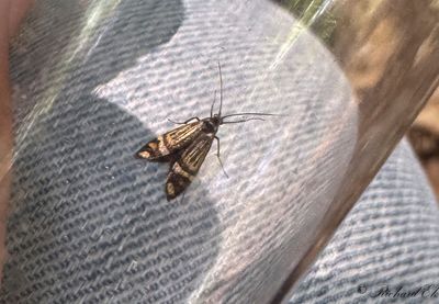 Flckantennmal (Nemophora ochsenheimerella)