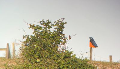 Dvärgsävsparv - Pallas Reed Bunting (Emberiza pallasi)