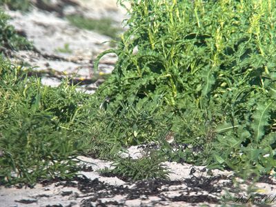 Latest bird pictures from Sweden