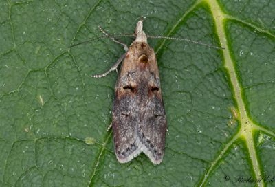 Brun tibastmal (Anchinia cristalis)