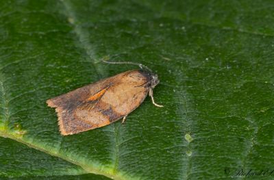 Tropikbredvecklare (Cacoecimorpha pronubana)