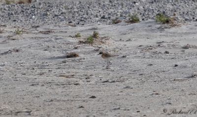Latest bird pictures from Sweden