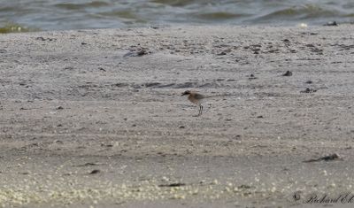 Tibetpipare - Tibetan Sand Plover (Charadrius atrifrons)