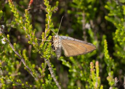 Grstreckad backmtare - July Belle (Scotopteryx luridata)