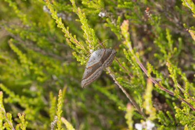 Grstreckad backmtare - July Belle (Scotopteryx luridata)