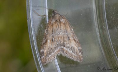 Rdtonad ginstmtare - Broom-tip (Chesias rufata)