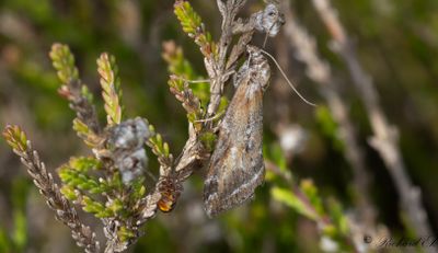Rödtonad ginstmätare - Broom-tip (Chesias rufata)